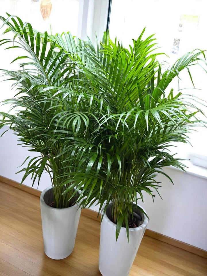 Areca Palm