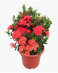 Ixora Plant