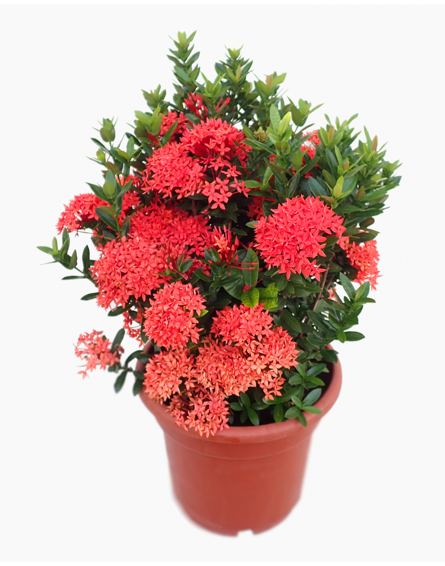Ixora Plant