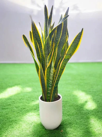 Snake Plant with Pot
