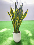 Snake Plant with Pot